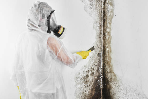 Best Industrial Mold Remediation in Patrick Springs, VA