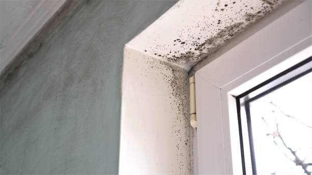 Best Mold Remediation for Specific Building Types in Patrick Springs, VA