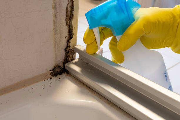 Best Attic Mold Remediation in Patrick Springs, VA