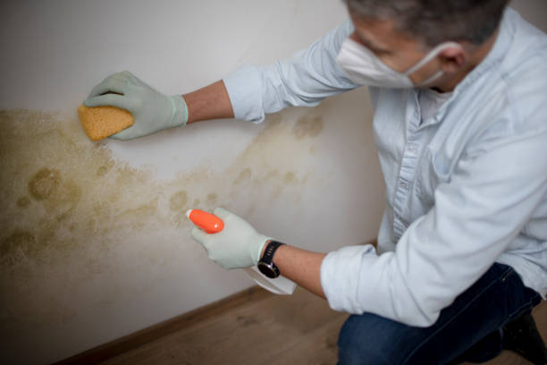 Best Residential Mold Remediation in Patrick Springs, VA