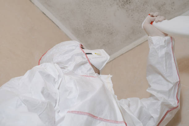 Best Health and Safety Mold Remediation in Patrick Springs, VA