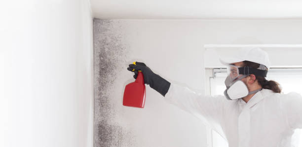 Best Bathroom Mold Remediation in Patrick Springs, VA
