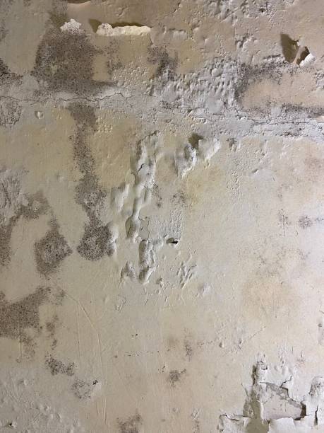 Best Insurance-Related Mold Remediation in Patrick Springs, VA
