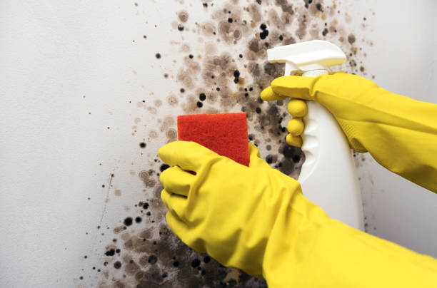 Best Emergency Mold Remediation in Patrick Springs, VA