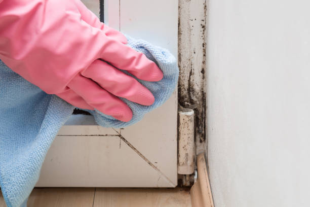 Best Post-Remediation Services in Patrick Springs, VA